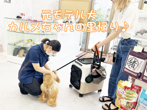 モデル犬の里帰り☆～カルメちゃん～